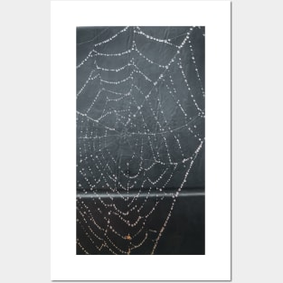 Spider Web Posters and Art